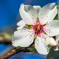 Buy canvas prints of almond blossom by Alex Winter