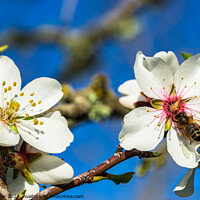 Buy canvas prints of spring tree blossoms by Alex Winter