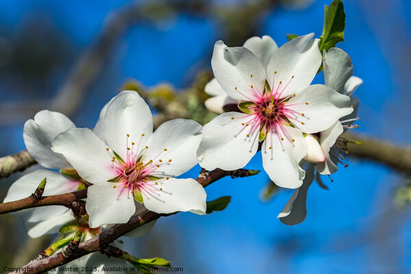 Soft blossoms on almond tree branch Picture Board by Alex Winter