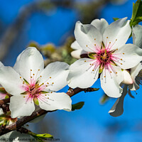 Buy canvas prints of Soft blossoms on almond tree branch by Alex Winter