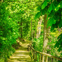 Buy canvas prints of forest pathway walkway path by Alex Winter