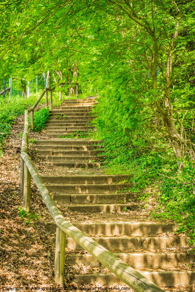 Green forest trees staircase Picture Board by Alex Winter