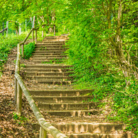 Buy canvas prints of Green forest trees staircase by Alex Winter