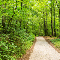 Buy canvas prints of Idyllic footpath in to green forest by Alex Winter