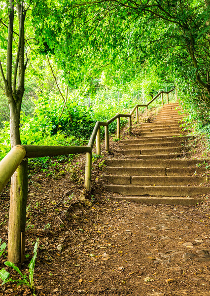 Forest path staircase Picture Board by Alex Winter