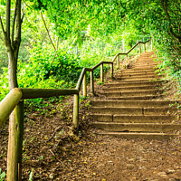Buy canvas prints of Forest path staircase by Alex Winter
