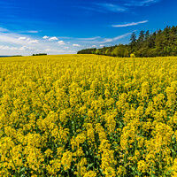 Buy canvas prints of Golden Fields of Rapeseed by Alex Winter