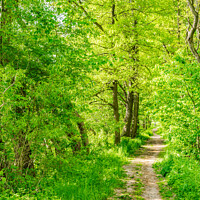 Buy canvas prints of Footpath through green spring forest by Alex Winter