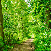 Buy canvas prints of Forest trees with pathway and sunshine by Alex Winter