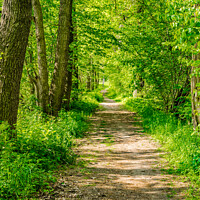 Buy canvas prints of Sunlit Forest Pathway by Alex Winter