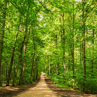 Buy canvas prints of Beautiful track in idyllic green woodland by Alex Winter