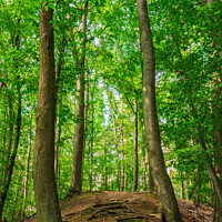 Buy canvas prints of Green forest trees on hill by Alex Winter