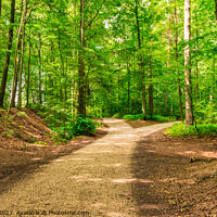 Buy canvas prints of Forked roads right and left in green forest by Alex Winter