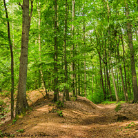 Buy canvas prints of Trail in green forest on a sunny day by Alex Winter