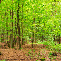 Buy canvas prints of Green woodland with deciduous trees by Alex Winter
