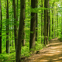 Buy canvas prints of Idyllic pathway in green forest by Alex Winter