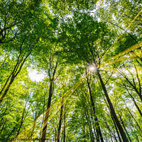 Buy canvas prints of Idyllic forest scenery with sunbeams by Alex Winter