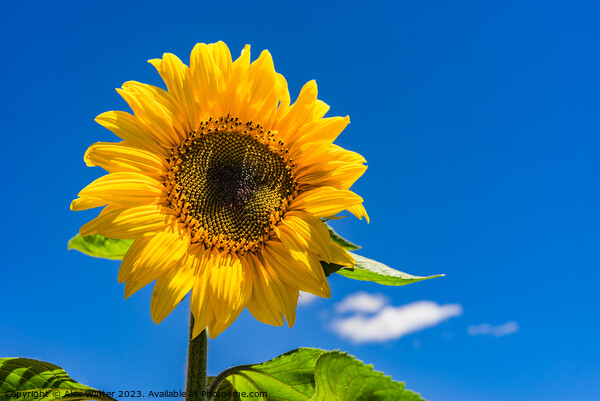 Sunflower with blue sunny and cloudy sky  Picture Board by Alex Winter