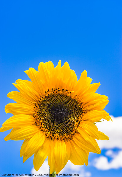 Yellow sunflower head with blue sunny and cloudy s Picture Board by Alex Winter