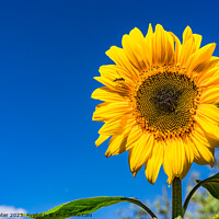 Buy canvas prints of Sunflower with blue sunny and cloudy sky  by Alex Winter