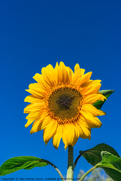 Sunflower with blue sunny and cloudy sky  Picture Board by Alex Winter