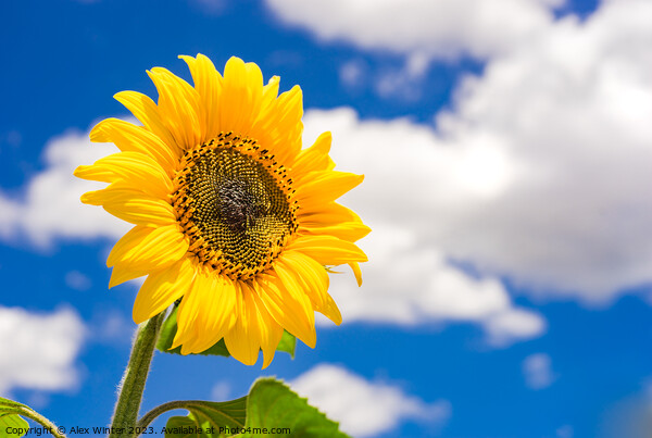 Golden shiny sunflower against blue sunny sky Picture Board by Alex Winter