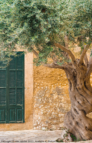 olive tree in front of rustic mediterranean house Picture Board by Alex Winter