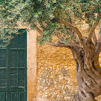 Buy canvas prints of olive tree in front of rustic mediterranean house by Alex Winter