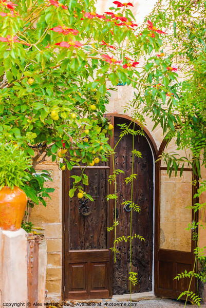 Romantic mediterranean house entrance door Picture Board by Alex Winter