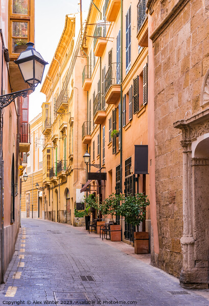Street at the old town of Palma Majorca Picture Board by Alex Winter