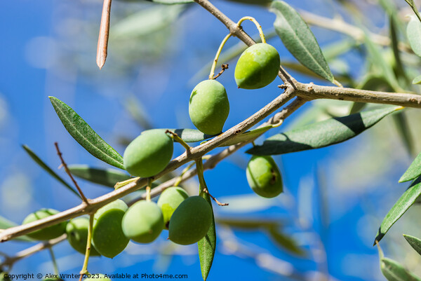 Close-up of green olives on tree branch Picture Board by Alex Winter