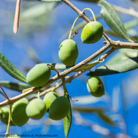 Buy canvas prints of Close-up of green olives on tree branch by Alex Winter