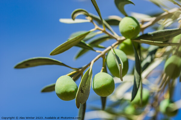 Green olives fruits hanging on tree branch Picture Board by Alex Winter