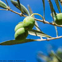 Buy canvas prints of Green olives fruits hanging on tree branch by Alex Winter