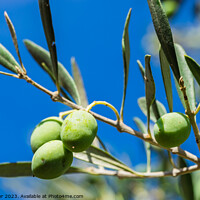 Buy canvas prints of olive tree by Alex Winter