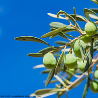 Buy canvas prints of olive tree with fruits by Alex Winter