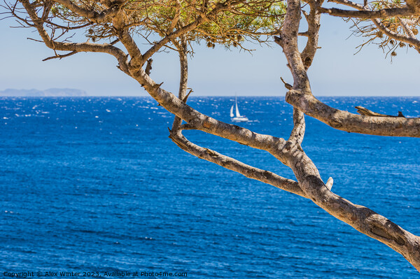 Idyllic sea view at the coast on Majorca Picture Board by Alex Winter