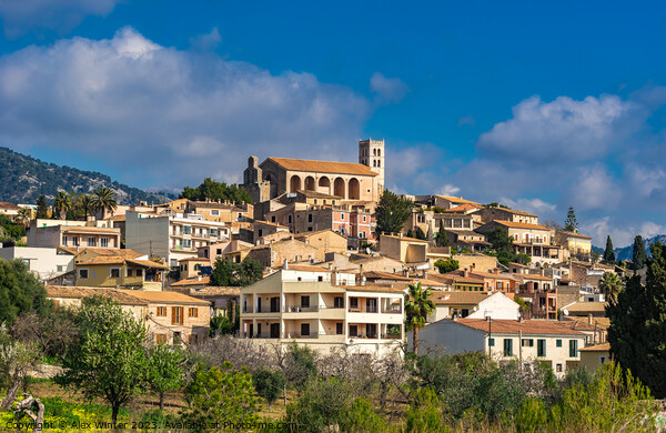 Selva on Mallorca Picture Board by Alex Winter