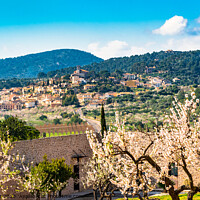 Buy canvas prints of Selva in beautiful spring landscape on Mallorca by Alex Winter