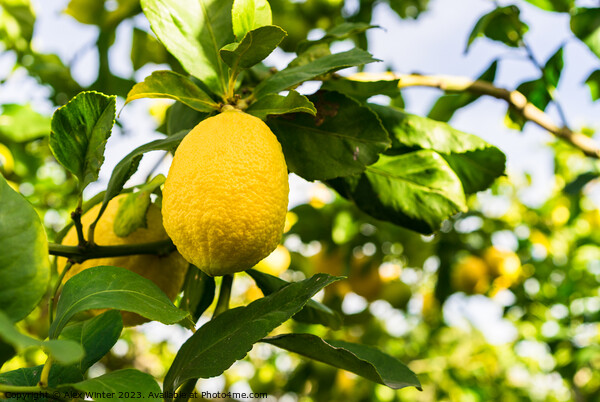 lemon fruit Picture Board by Alex Winter