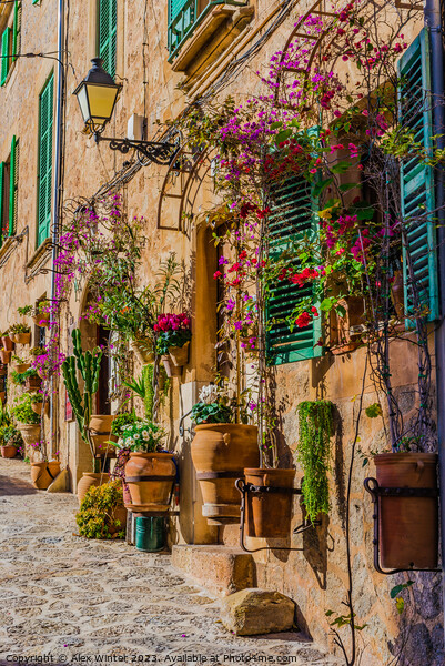 mediterranean house with flowers and plants  Picture Board by Alex Winter