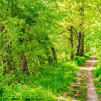 Buy canvas prints of Forest pathway by Alex Winter