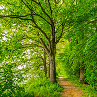 Buy canvas prints of Beautiful track along green deciduous trees by Alex Winter