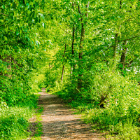 Buy canvas prints of Pathway forest by Alex Winter