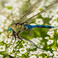 Buy canvas prints of Green blue dragonfly  by Alex Winter