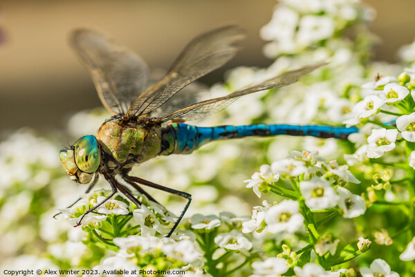 dragonfly sitting on white flowers Picture Board by Alex Winter