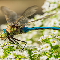 Buy canvas prints of dragonfly sitting on white flowers by Alex Winter