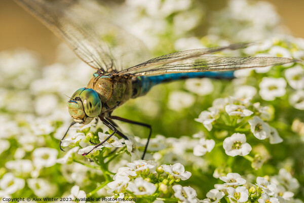 The Majestic Dragonfly Natures Flying Jewel Picture Board by Alex Winter
