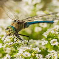 Buy canvas prints of The Majestic Dragonfly Natures Flying Jewel by Alex Winter