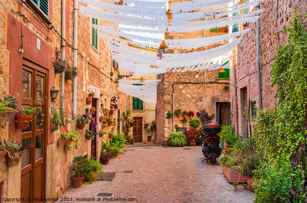 Street with beautiful flowers in Valldemossa Picture Board by Alex Winter